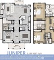 Juniper -
